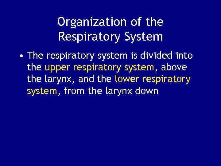 Organization of the Respiratory System • The respiratory system is divided into the upper