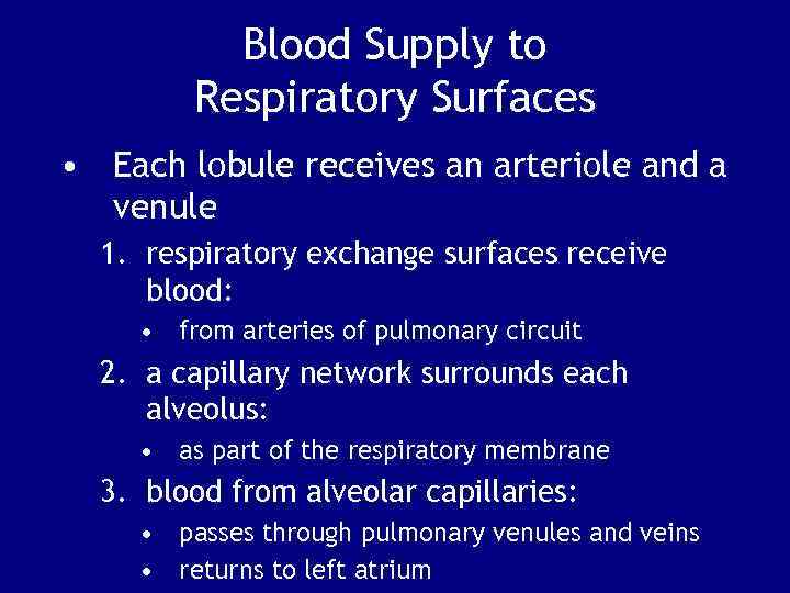 Blood Supply to Respiratory Surfaces • Each lobule receives an arteriole and a venule