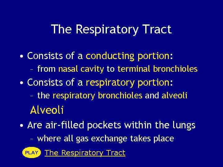 The Respiratory Tract • Consists of a conducting portion: – from nasal cavity to