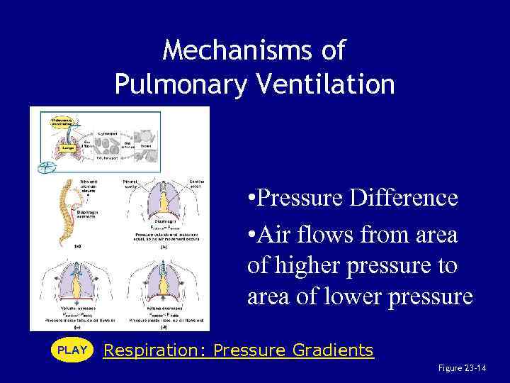 Mechanisms of Pulmonary Ventilation • Pressure Difference • Air flows from area of higher
