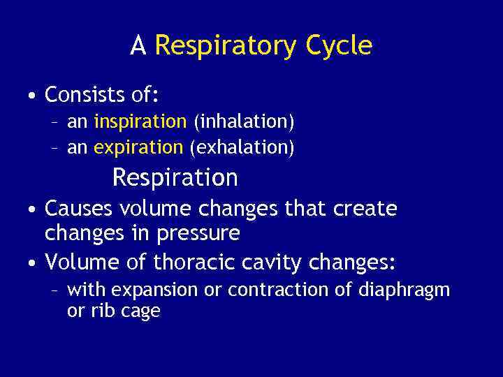 A Respiratory Cycle • Consists of: – an inspiration (inhalation) – an expiration (exhalation)