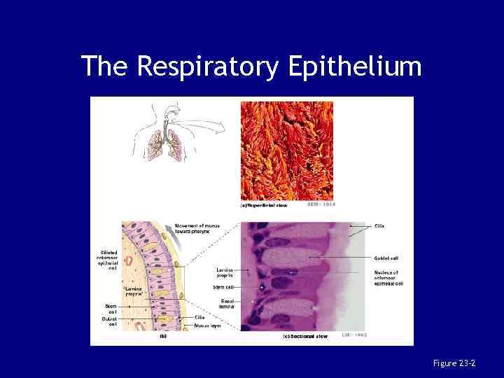 The Respiratory Epithelium Figure 23– 2 