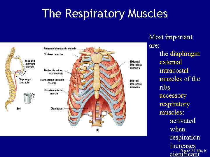 The Respiratory Muscles Most important are: the diaphragm external intracostal muscles of the ribs