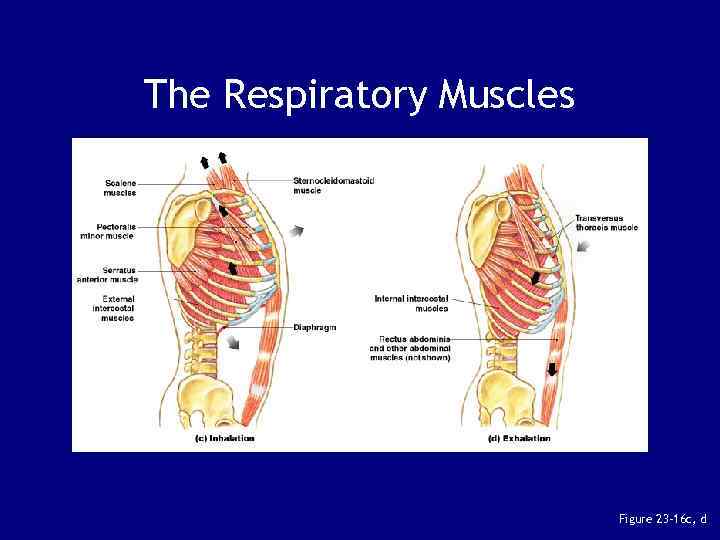 The Respiratory Muscles Figure 23– 16 c, d 