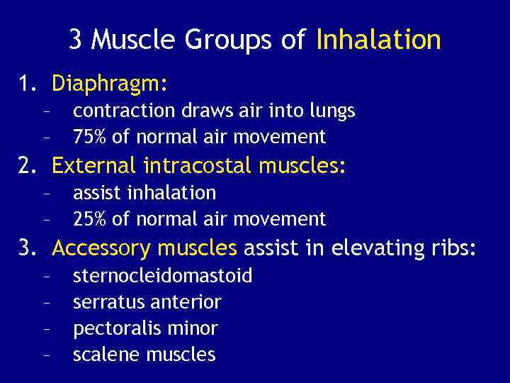 3 Muscle Groups of Inhalation 1. Diaphragm: – – contraction draws air into lungs