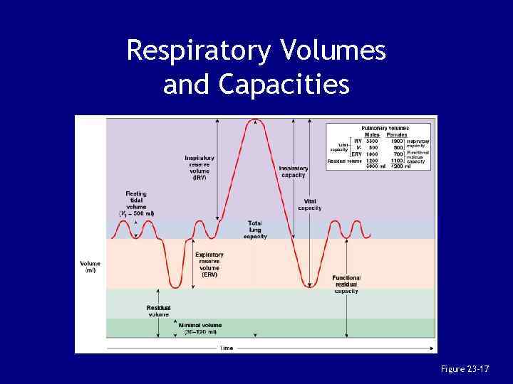 Respiratory Volumes and Capacities Figure 23– 17 