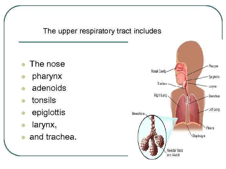 The upper respiratory tract includes l l l l The nose pharynx adenoids tonsils