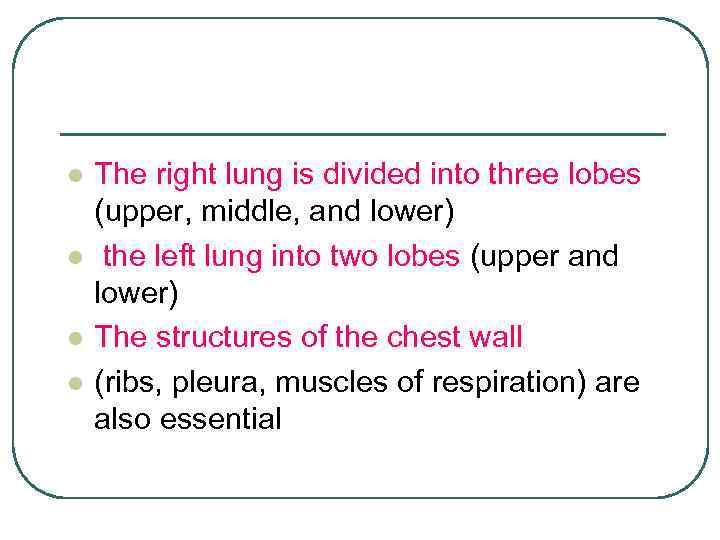 l l The right lung is divided into three lobes (upper, middle, and lower)