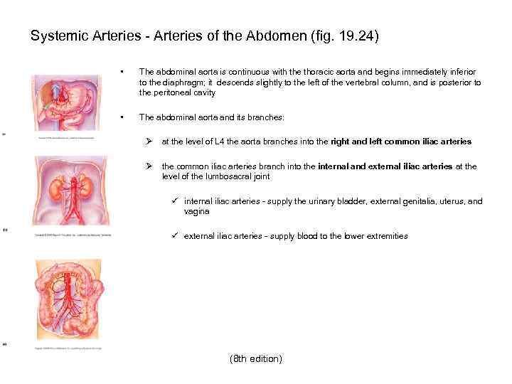 Systemic Arteries - Arteries of the Abdomen (fig. 19. 24) • The abdominal aorta