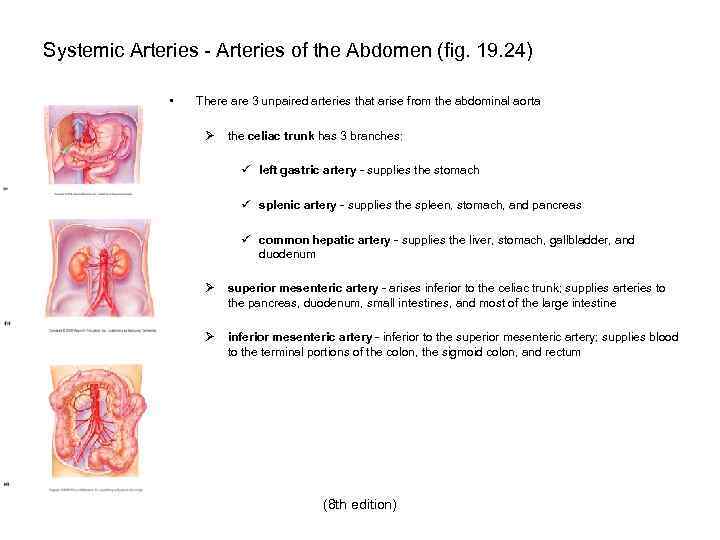 Systemic Arteries - Arteries of the Abdomen (fig. 19. 24) • There are 3