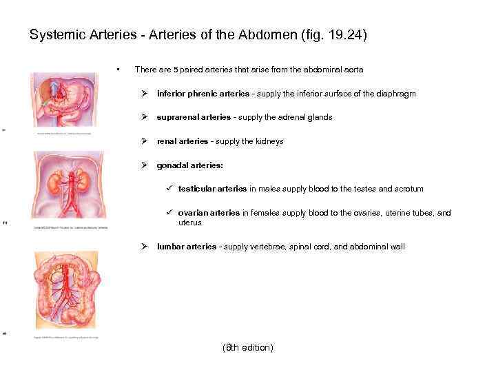 Systemic Arteries - Arteries of the Abdomen (fig. 19. 24) • There are 5