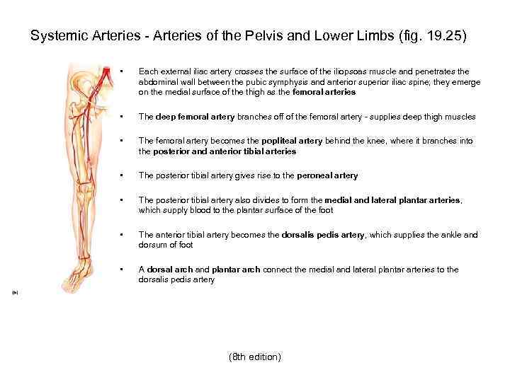 Systemic Arteries - Arteries of the Pelvis and Lower Limbs (fig. 19. 25) •