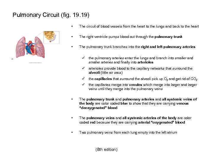 Pulmonary Circuit (fig. 19) • The circuit of blood vessels from the heart to