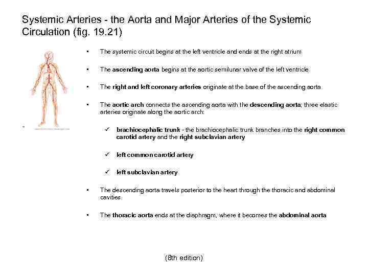 Systemic Arteries - the Aorta and Major Arteries of the Systemic Circulation (fig. 19.