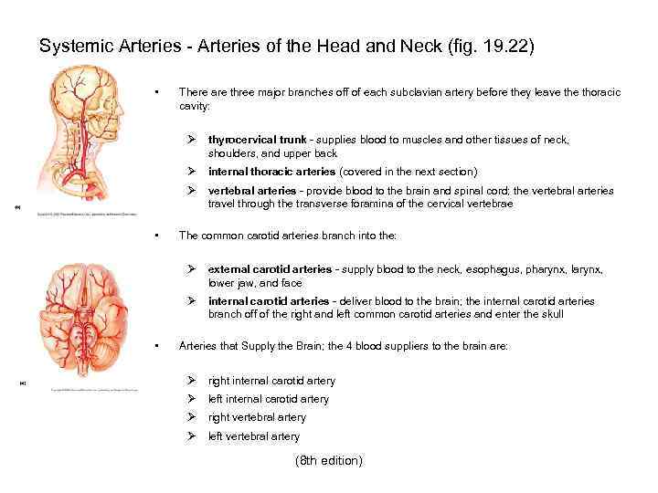 Systemic Arteries - Arteries of the Head and Neck (fig. 19. 22) • There