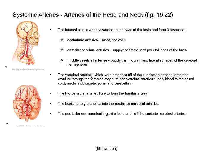 Systemic Arteries - Arteries of the Head and Neck (fig. 19. 22) • The