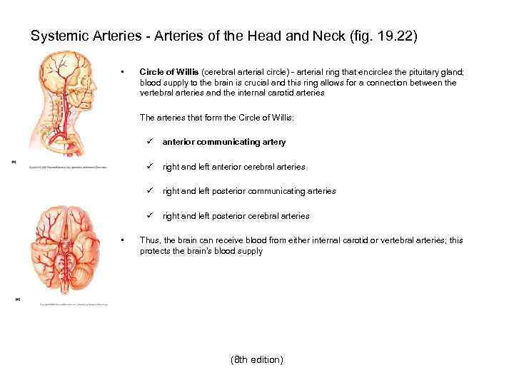 Systemic Arteries - Arteries of the Head and Neck (fig. 19. 22) • Circle