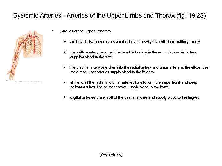 Systemic Arteries - Arteries of the Upper Limbs and Thorax (fig. 19. 23) •