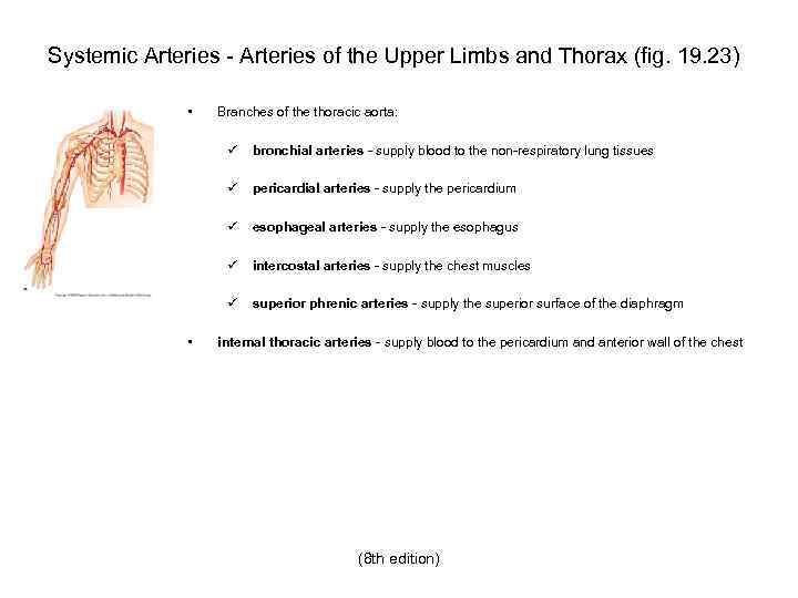 Systemic Arteries - Arteries of the Upper Limbs and Thorax (fig. 19. 23) •