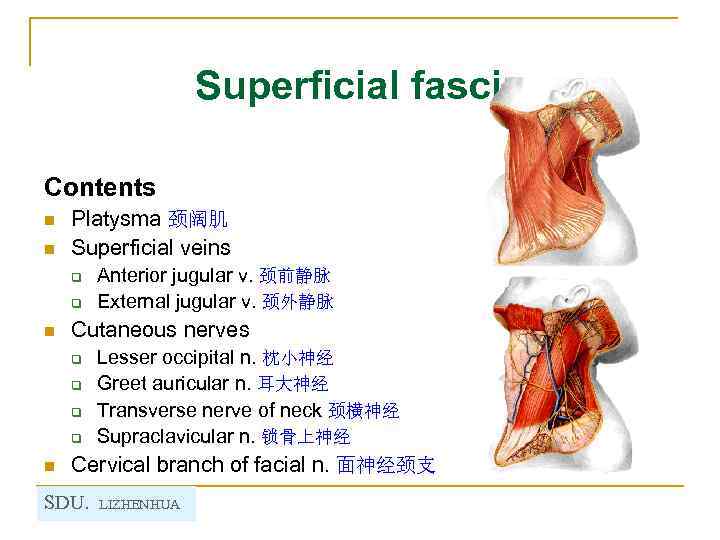 Superficial fascia Contents n n Platysma 颈阔肌 Superficial veins q q Anterior jugular v.