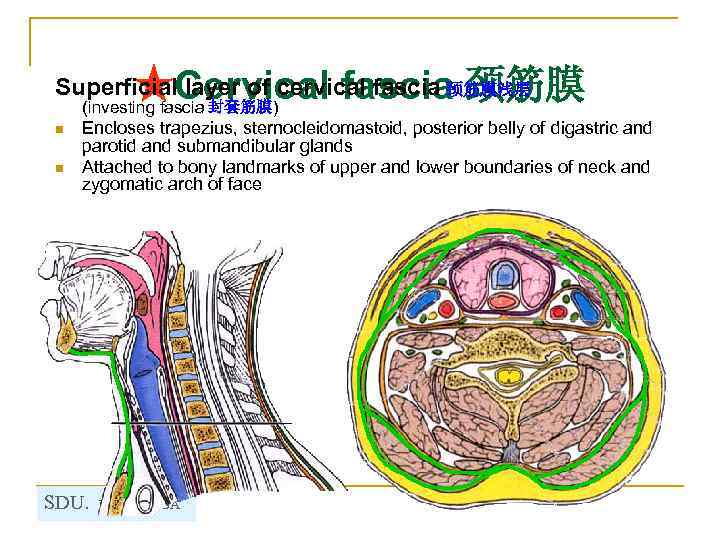 ★Cervical fascia 颈筋膜 (investing fascia ) Superficial layer of cervical fascia 颈筋膜浅层 封套筋膜 n