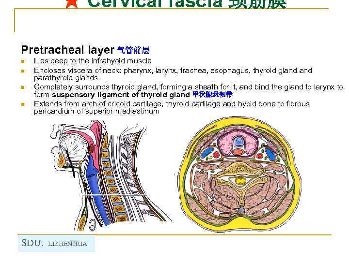 ★ Cervical fascia 颈筋膜 Pretracheal layer 气管前层 n n Lies deep to the infrahyoid