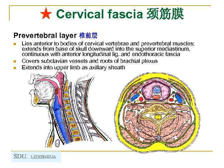 ★ Cervical fascia 颈筋膜 Prevertebral layer 椎前层 n n n Lies anterior to bodies