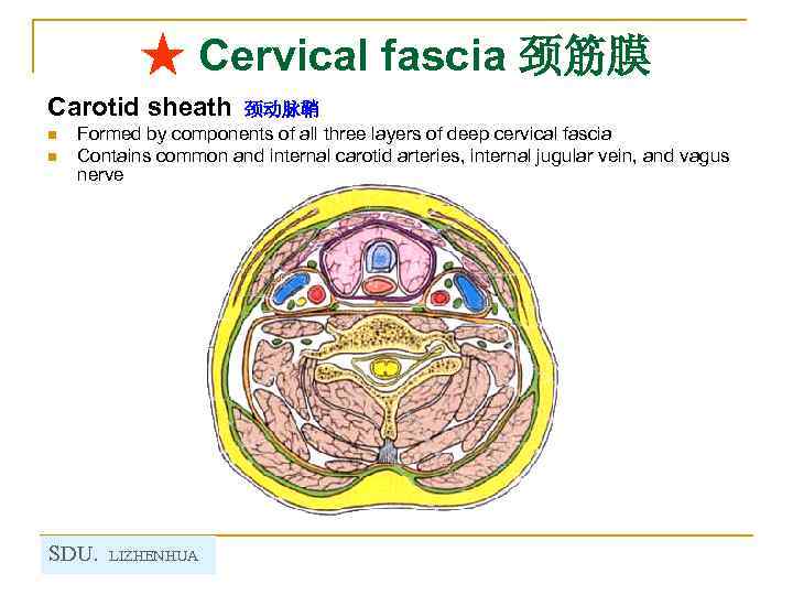 ★ Cervical fascia 颈筋膜 Carotid sheath n n 颈动脉鞘 Formed by components of all