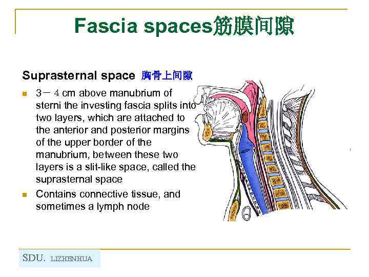 Fascia spaces筋膜间隙 Suprasternal space 胸骨上间隙 n n 3－４cm above manubrium of sterni the investing
