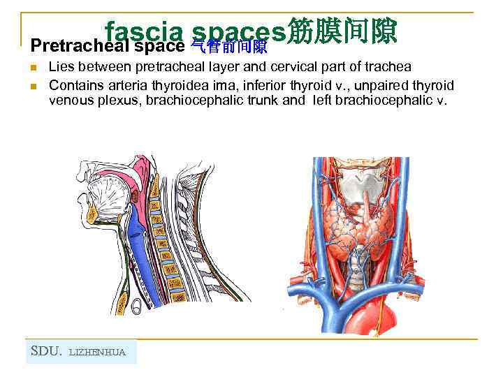 fascia 气管前间隙 spaces筋膜间隙 Pretracheal space n n Lies between pretracheal layer and cervical part