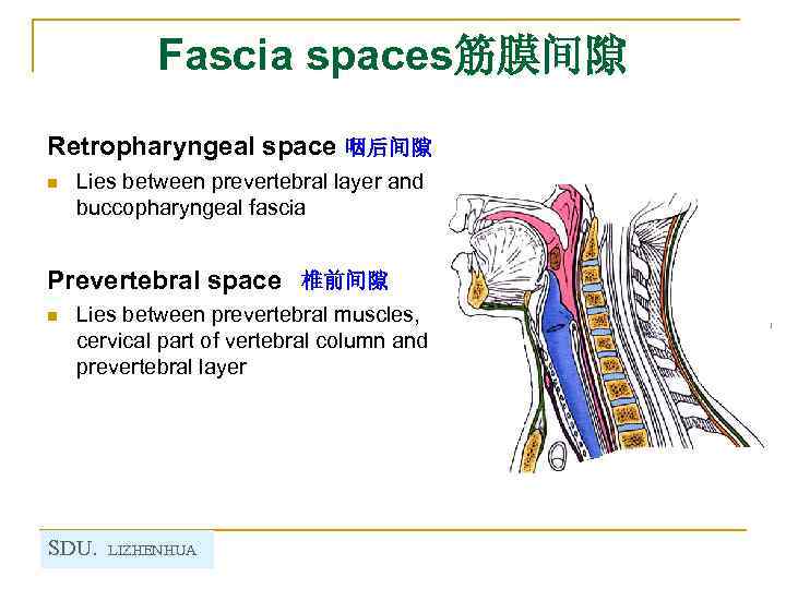 Fascia spaces筋膜间隙 Retropharyngeal space 咽后间隙 n Lies between prevertebral layer and buccopharyngeal fascia Prevertebral