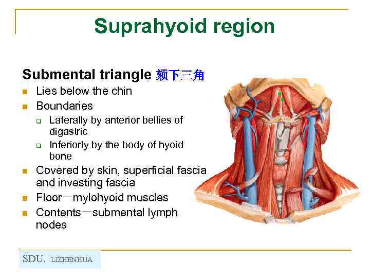 Suprahyoid region Submental triangle 颏下三角 n n Lies below the chin Boundaries q q