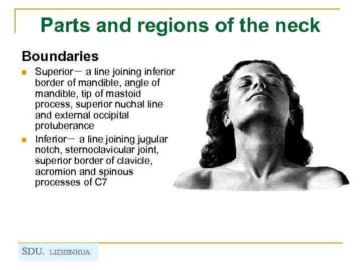 Parts and regions of the neck Boundaries n n Superior－ a line joining inferior