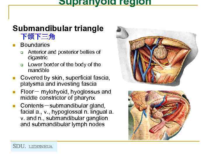 Suprahyoid region Submandibular triangle 下颌下三角 n Boundaries q q n n n Anterior and