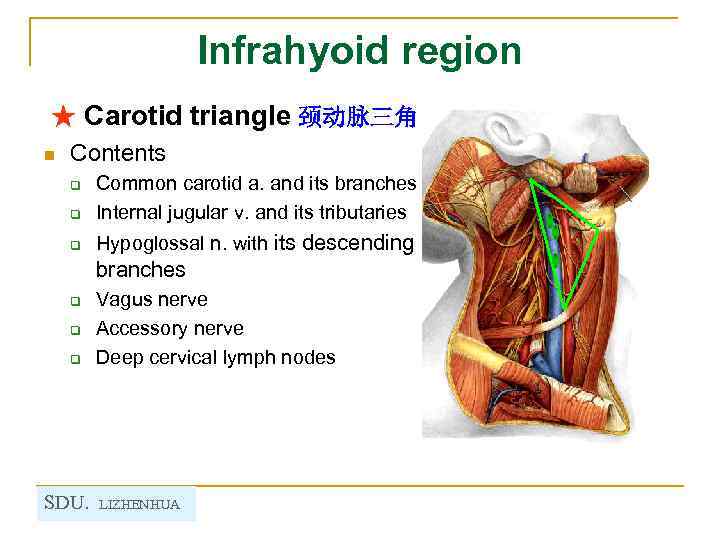 Infrahyoid region ★ Carotid triangle 颈动脉三角 n Contents q Common carotid a. and its