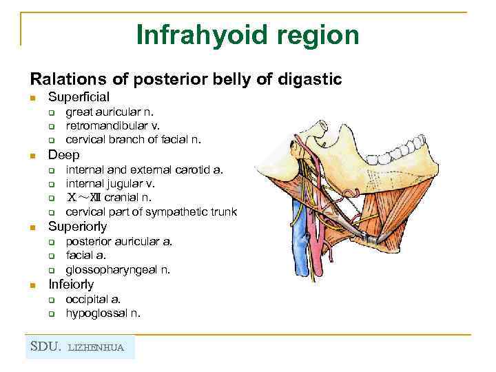 Infrahyoid region Ralations of posterior belly of digastic n Superficial q q q n