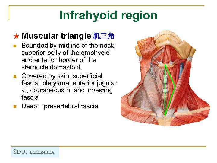 Infrahyoid region ★ Muscular triangle 肌三角 n Bounded by midline of the neck, superior