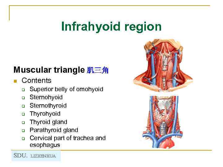 Infrahyoid region Muscular triangle 肌三角 n Contents q q q q SDU. Superior belly