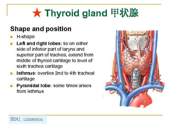 ★ Thyroid gland 甲状腺 Shape and position n n H-shape Left and right lobes: