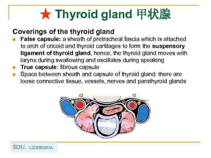 ★ Thyroid gland 甲状腺 Coverings of the thyroid gland n n n False capsule: