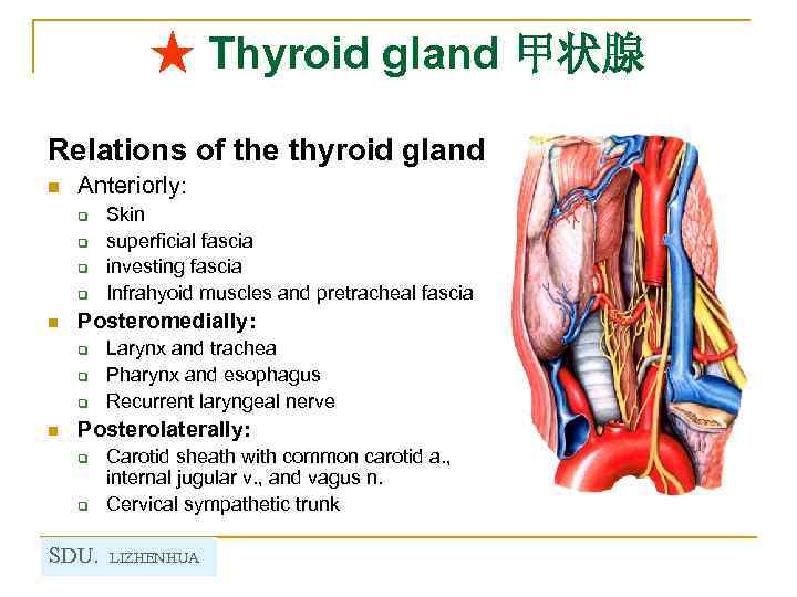★ Thyroid gland 甲状腺 Relations of the thyroid gland n Anteriorly: q q n