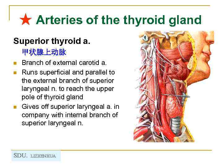 ★ Arteries of the thyroid gland Superior thyroid a. 甲状腺上动脉 n n n Branch