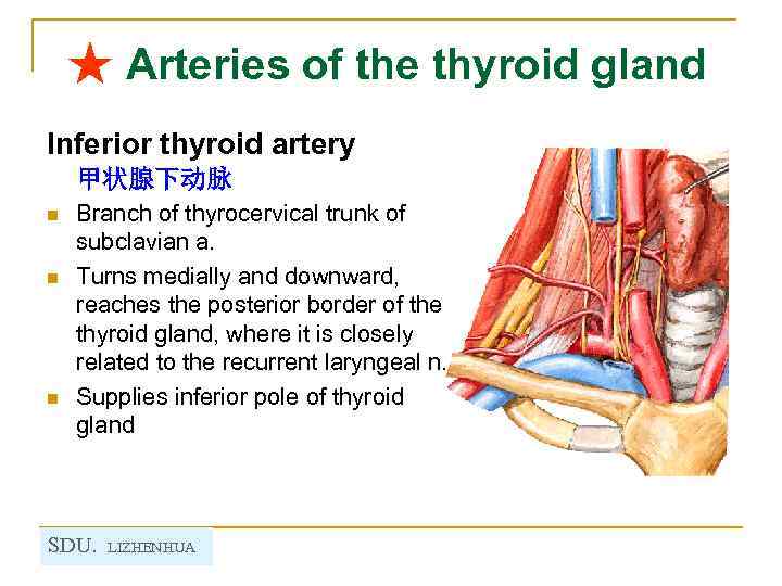 ★ Arteries of the thyroid gland Inferior thyroid artery 甲状腺下动脉 n n n Branch