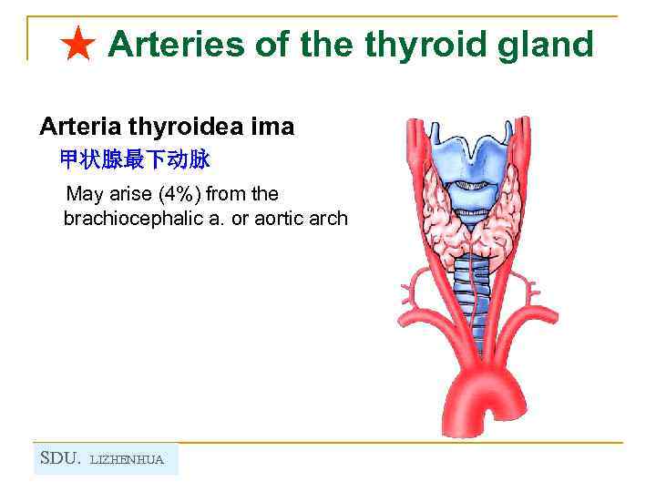 ★ Arteries of the thyroid gland Arteria thyroidea ima 甲状腺最下动脉 May arise (4%) from