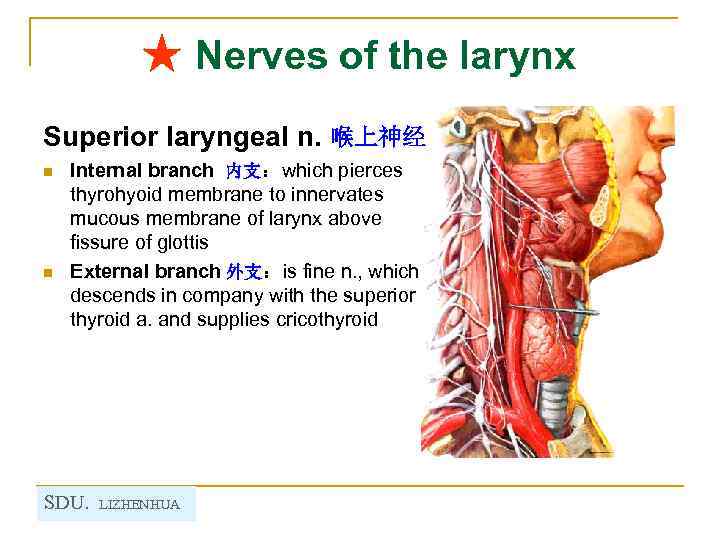 ★ Nerves of the larynx Superior laryngeal n. 喉上神经 n n Internal branch 内支：which