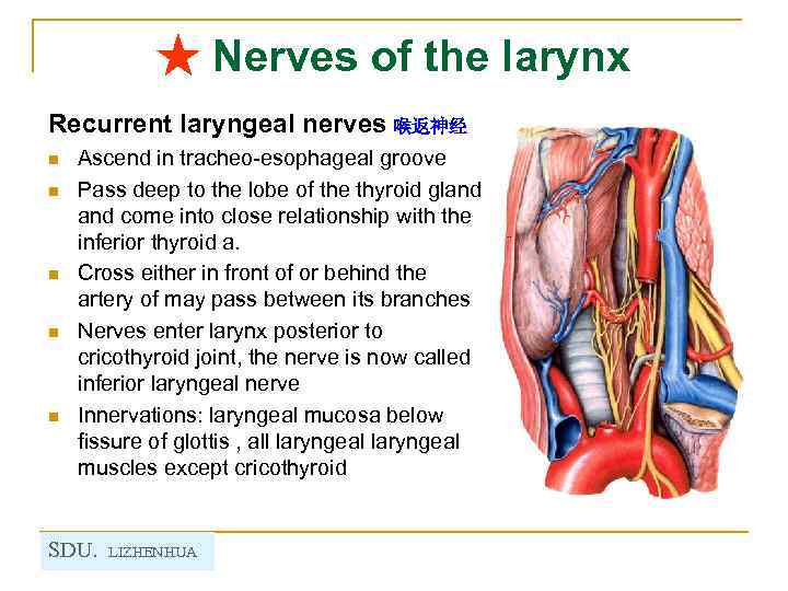 ★ Nerves of the larynx Recurrent laryngeal nerves 喉返神经 n n n Ascend in
