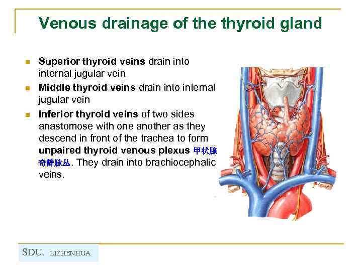 Venous drainage of the thyroid gland n n n Superior thyroid veins drain into