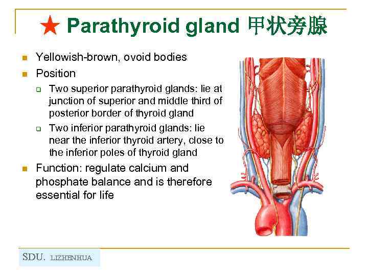 ★ Parathyroid gland 甲状旁腺 n n Yellowish-brown, ovoid bodies Position q q n Two
