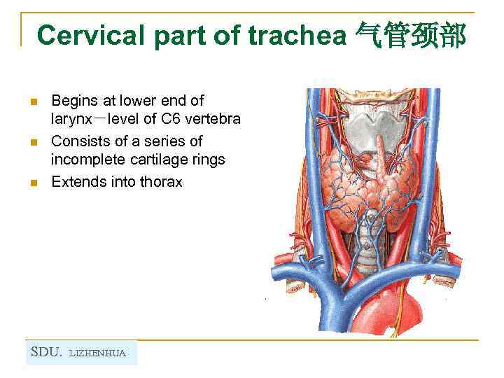 Cervical part of trachea 气管颈部 n n n Begins at lower end of larynx－level