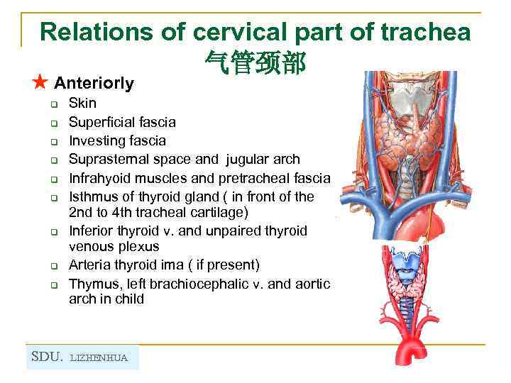 Relations of cervical part of trachea 气管颈部 ★ Anteriorly q q q q q
